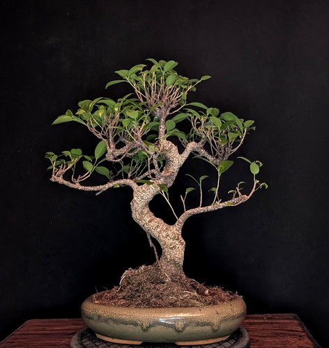 Bonsai chinesische feige ficus - bonsai,