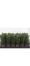 Buchsbaum kaufen 25 cm - ca.,