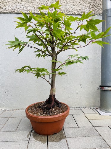 Bonsai acer palmatum - acer,
