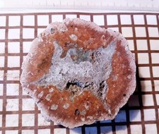 Heuberg halbe Geode Thüringen