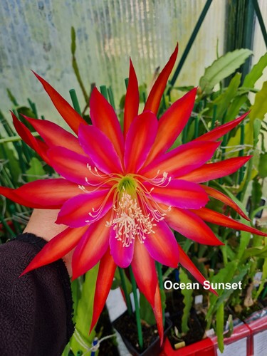 Epiphyllum blattkakteen - epiphyllum,