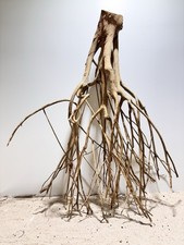 Talawa Wurzel JUMBO ähnlich