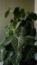 ZT 1888MH Philodendron