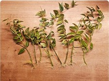 Hoya Bella Wachsblume