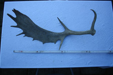 Hirschgeweih, Damhirsch