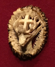 Alte Hirschhornrose mit