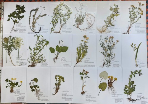 Herbarium pflanzen mit - herbarium, 30