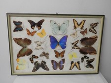 Tolle Schmetterlingsammlung von 24 seltenen Schmetterlingen im Bildkasten