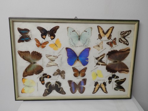 Tolle schmetterlingsammlung - tolle,