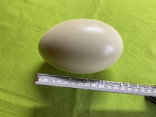 Nandu Eier - Deko Ostern