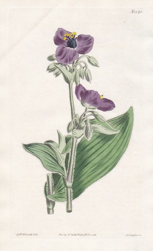 Tradescantia crassifolia