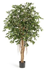 Ficus benjamin künstlich mit