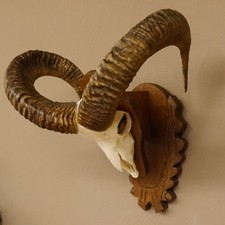 Mufflon (Ovis gmelini musimon)