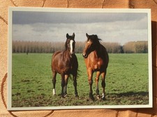 AK Postkarte Pferde, Niederlande, Hallmark, zwei Pferde auf der Weide