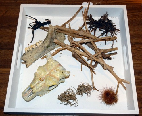 Terrarien deko thema - terrarien,