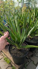 Dracaena Draco oder