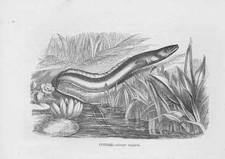 Meeraal Seeaal Conger conger