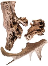 Mangrovenwurzel Mangrove