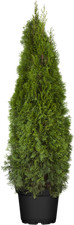 Thuja occidentalis 'Smaragd'