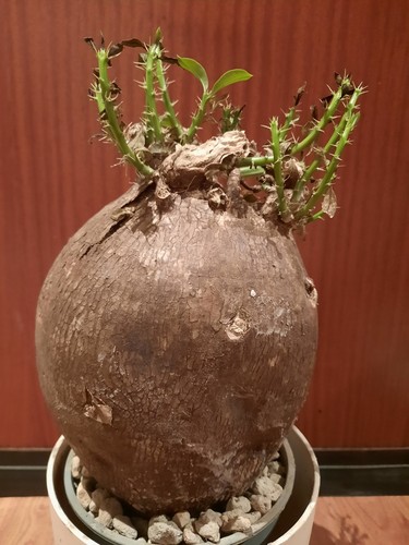 Pachypodium bispinosum xxl - pachypodium,