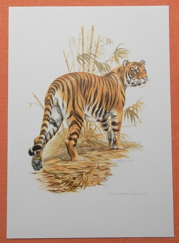 Tiger panthera tigris - panthera,