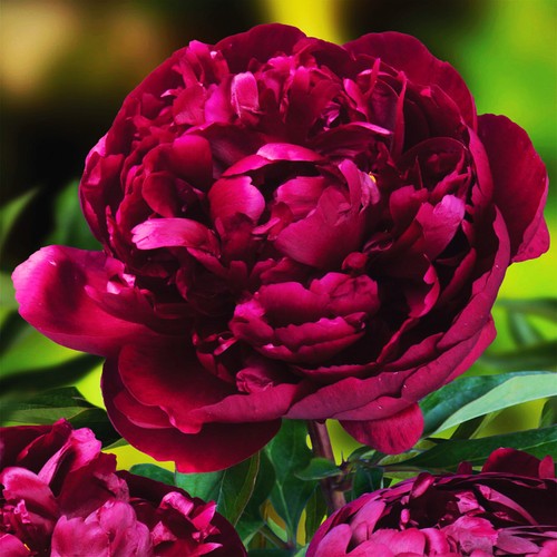 Paeonia pfingstrose blumen - pfingstrose,