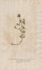 Satureja Bohnenkräuter