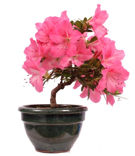 Bonsai japanische satsuki - -,