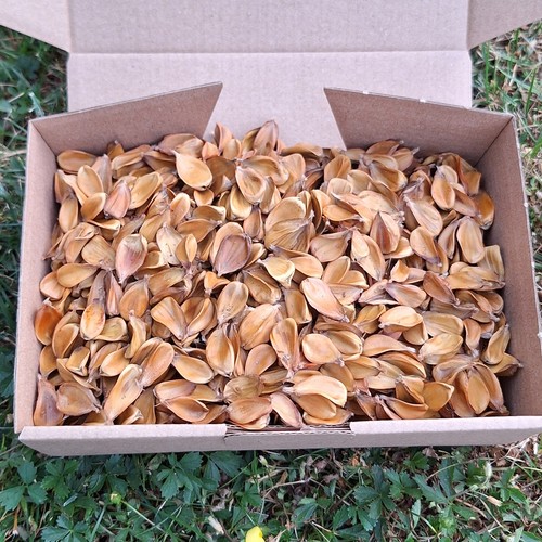 Bucheckern 75g naturprodukt - bucheckern,