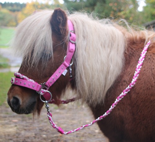 Minishetty trense reithalfter - minishetty,
