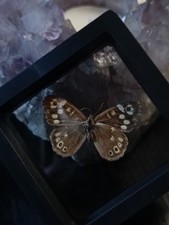 N 8. Schmetterling Im Rahmen