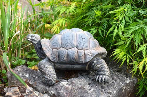 Schildkröte landschildkröte - schildkröte,