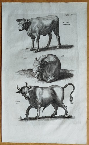 Stier kalb - kalb, (t15)