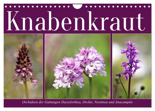 Knabenkraut wandkalender 2027 - knabenkraut, (wandkalender