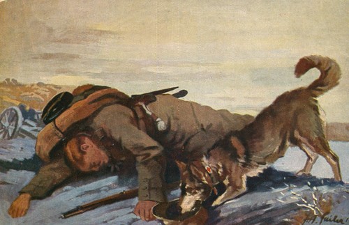 Der sanitätshund felde - im,