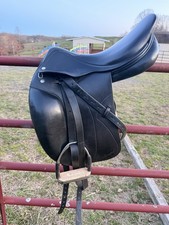 Amerigo Italian dressage