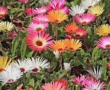 Mittagsblume Samen
