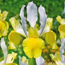 Iris Zwiebeln Blüten Iris