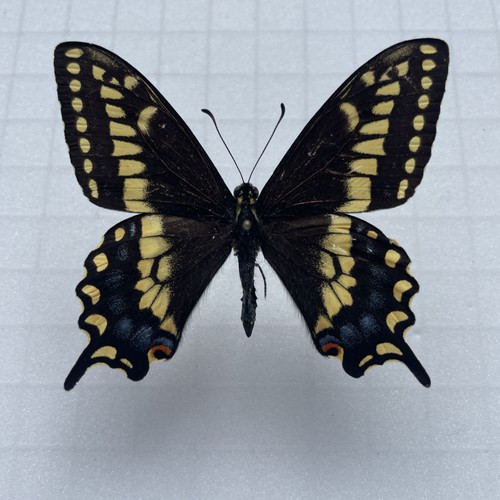 Entomologie papilio brevicauda - entomologie*papilio,