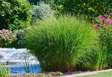 Miscanthus sinensis