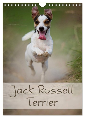 Jack russell terrier - jack,