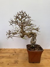 Bonsai Carpinus coreana /