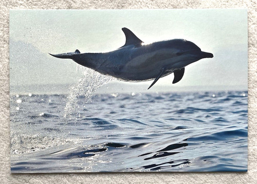 Postkarte delfin delphin - ak,
