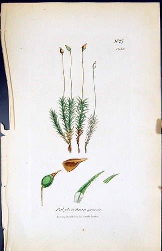 Antiker druck polytrichum - antiker,