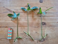 Philodendron pedatum 3x - philodendron,