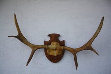 Elchgeweih, Hirschgeweih