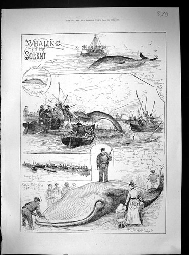 Alte 1888 walfang fluss solent - 1888,