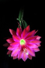 "Rote Königin"  (Hooker) E. Meier bewurzelter Steckling