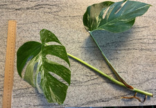 Schöne, seltene Monstera Deliciosa Variegata - Ableger / Kopfsteckling