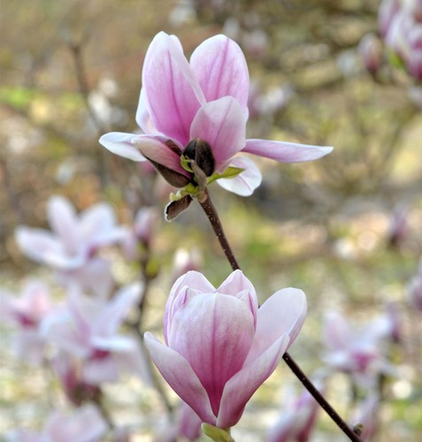Magnolie pink ice 80cm - magnolie,